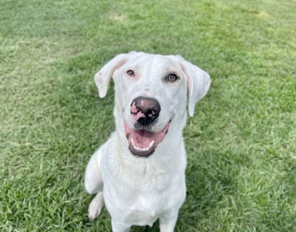 Erastus The Deaf Lab Mix Is Ecstatic To Meet You At The Houston Spca Culturemap Houston