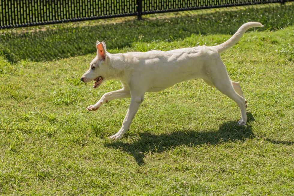 Adoptable dog Erastus