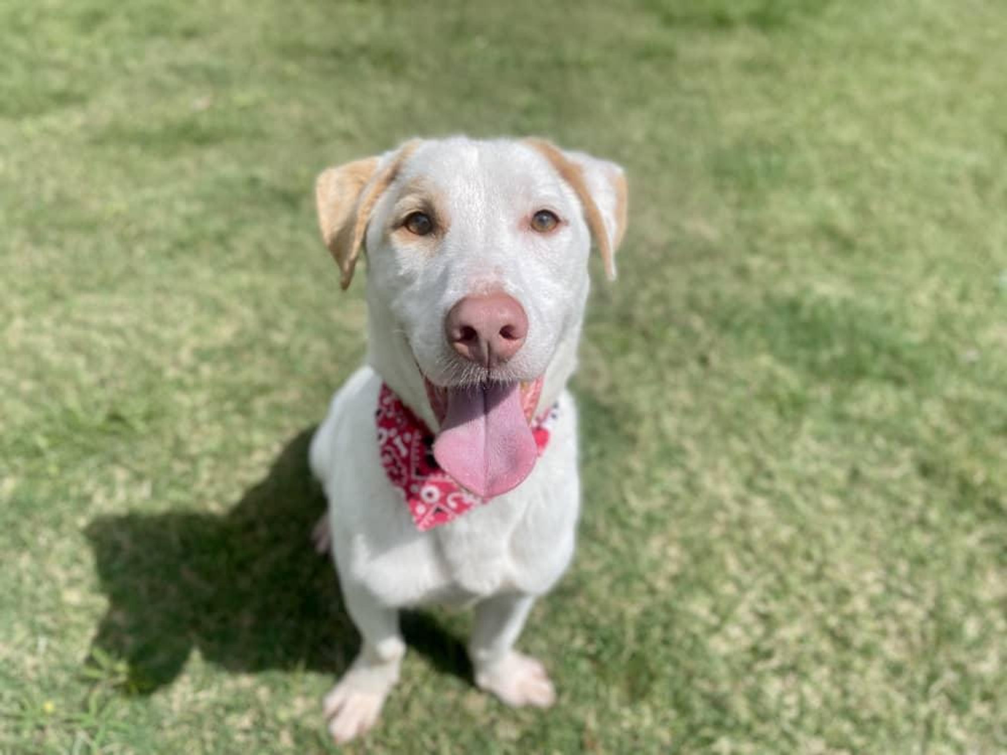 Adoptable dog Forman