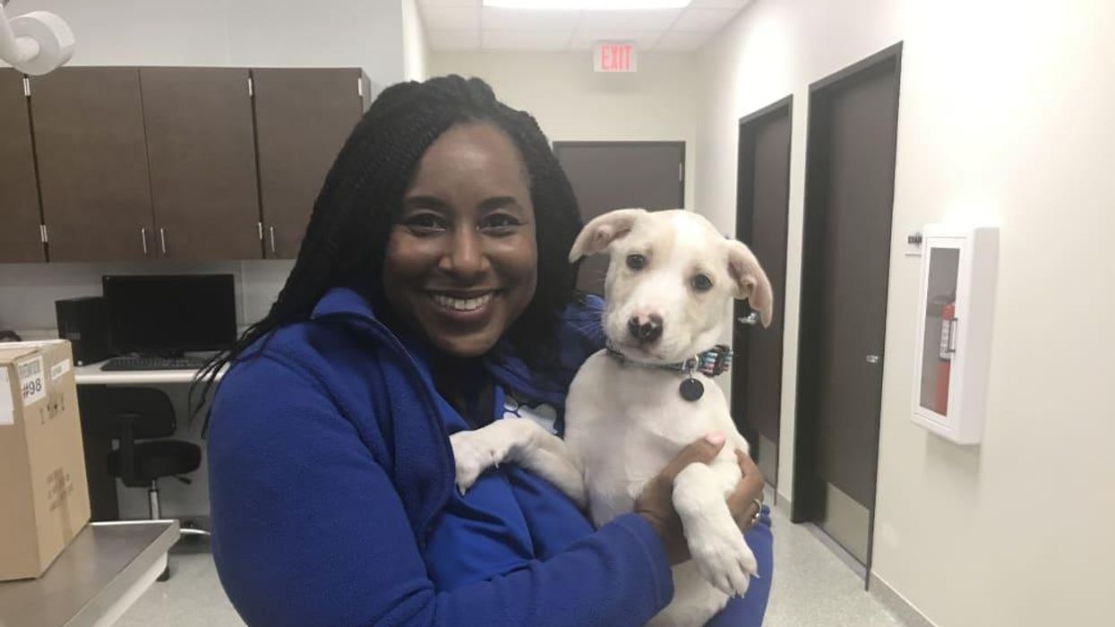 Adoptable dog Freddy