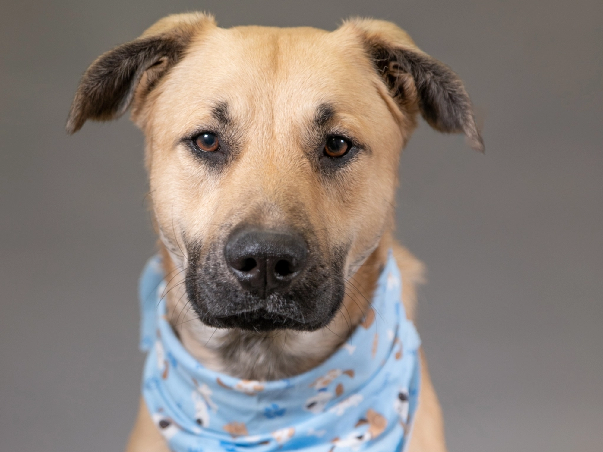 Adoptable dog Jacob