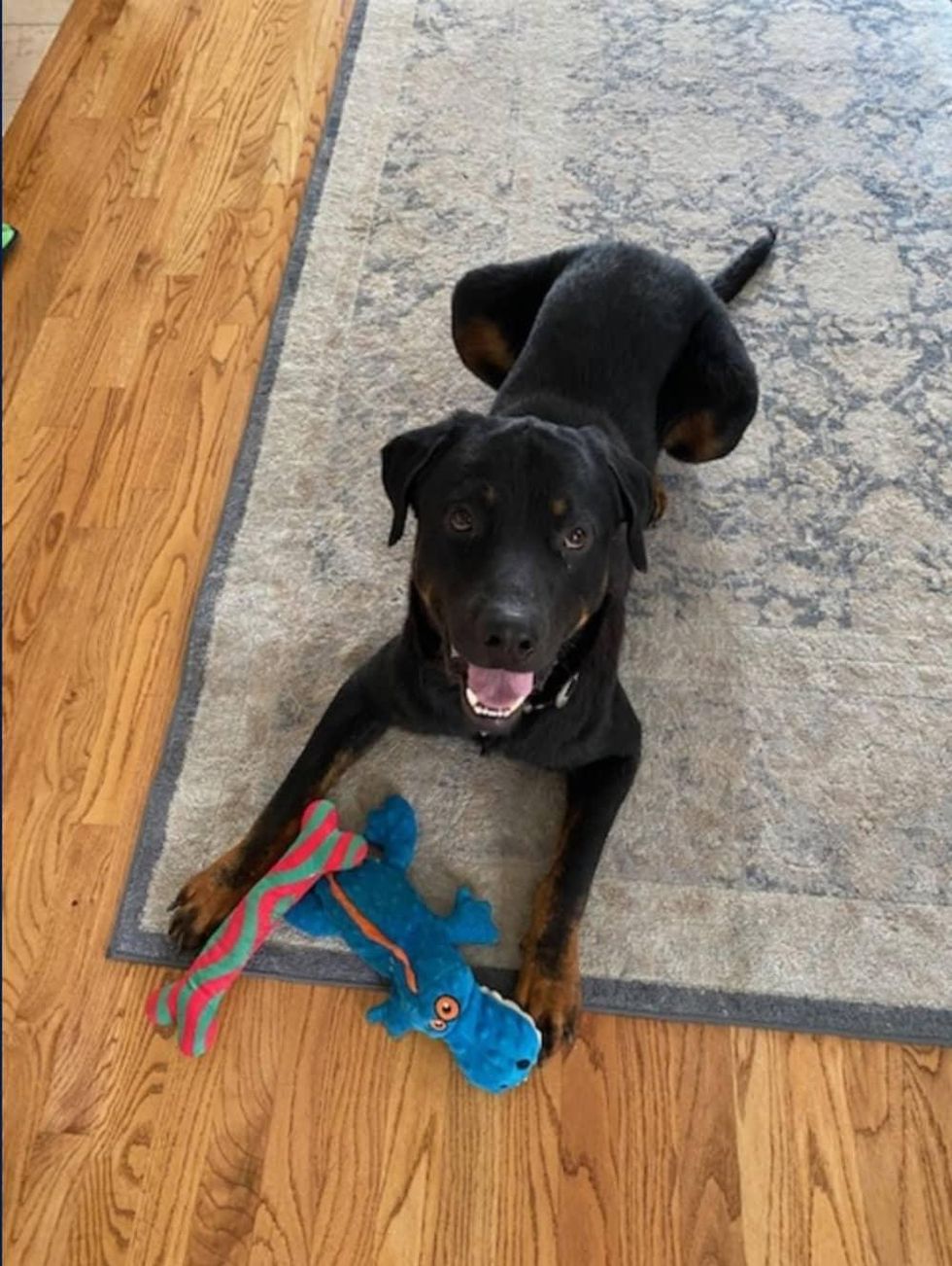 Adoptable dog Landon