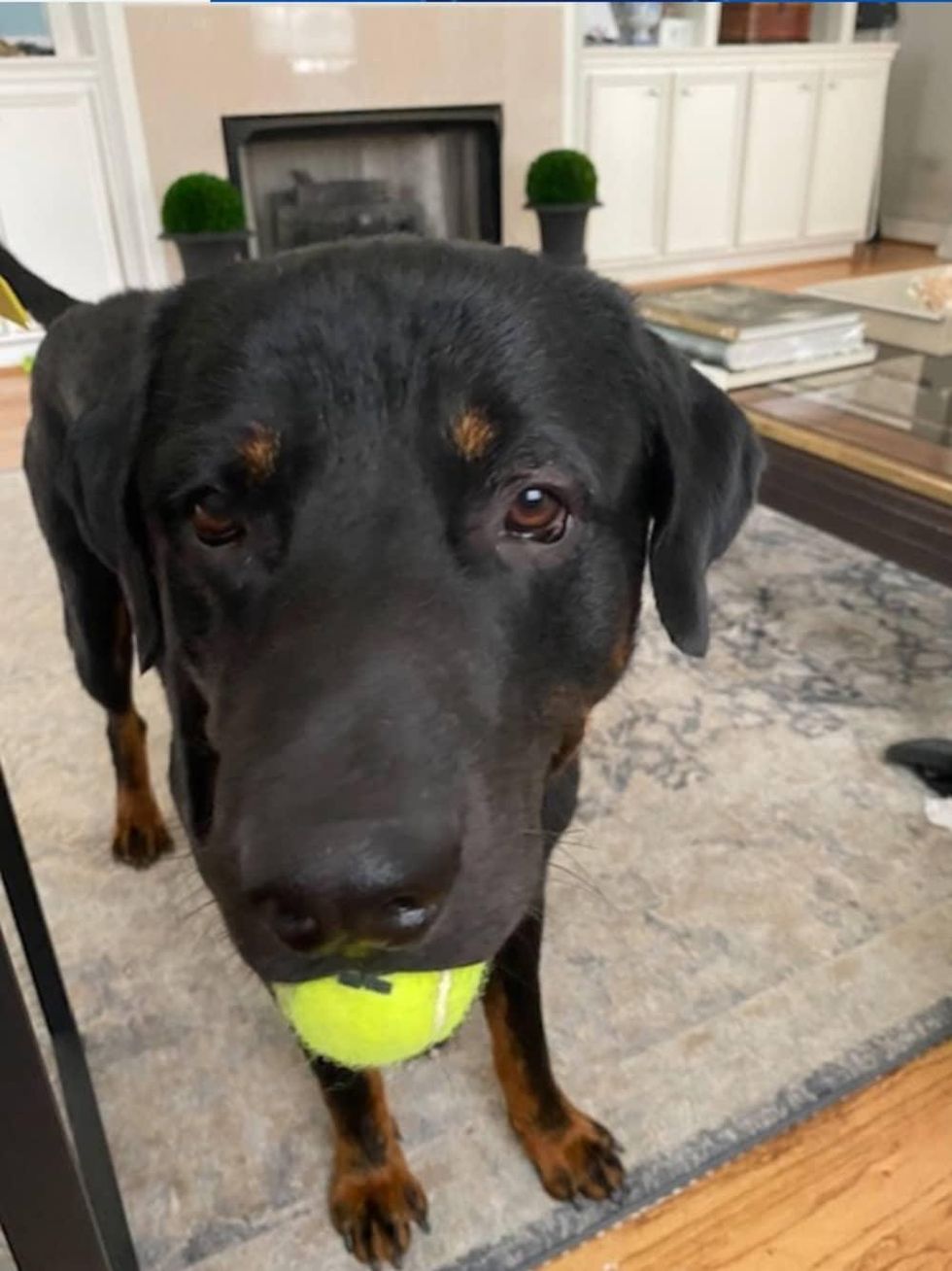 Adoptable dog Landon