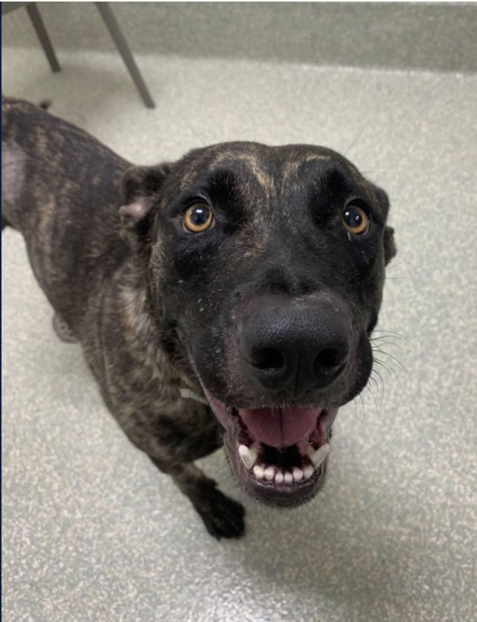 Adoptable dog Marisol