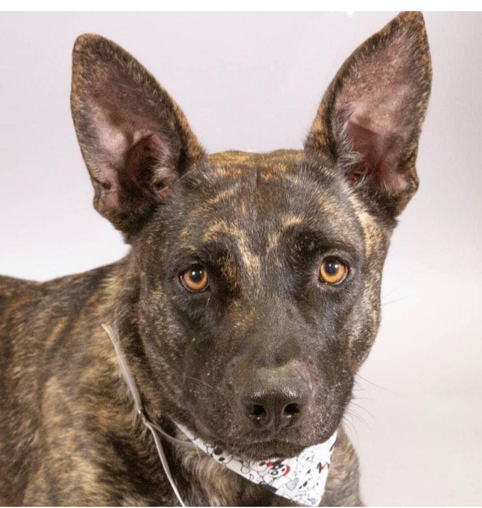 Adoptable dog Marisol