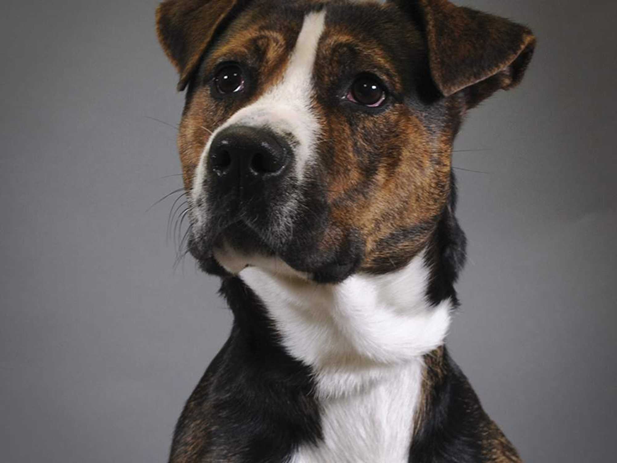 Adoptable dog Marshmallow