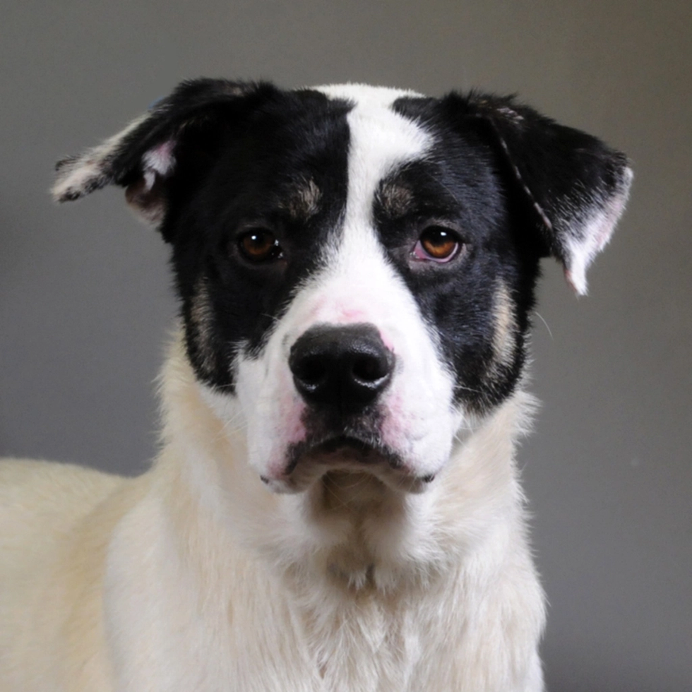 Adoptable dog Mason Houston SPCA