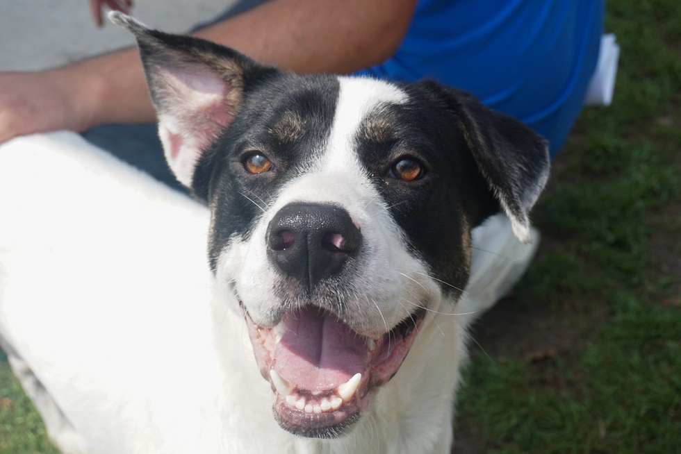 Adoptable dog Mason Houston SPCA