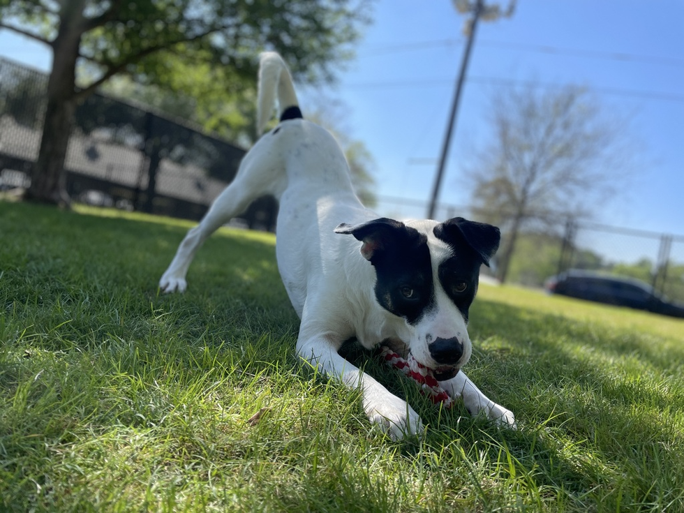 Adoptable dog Mason Houston SPCA