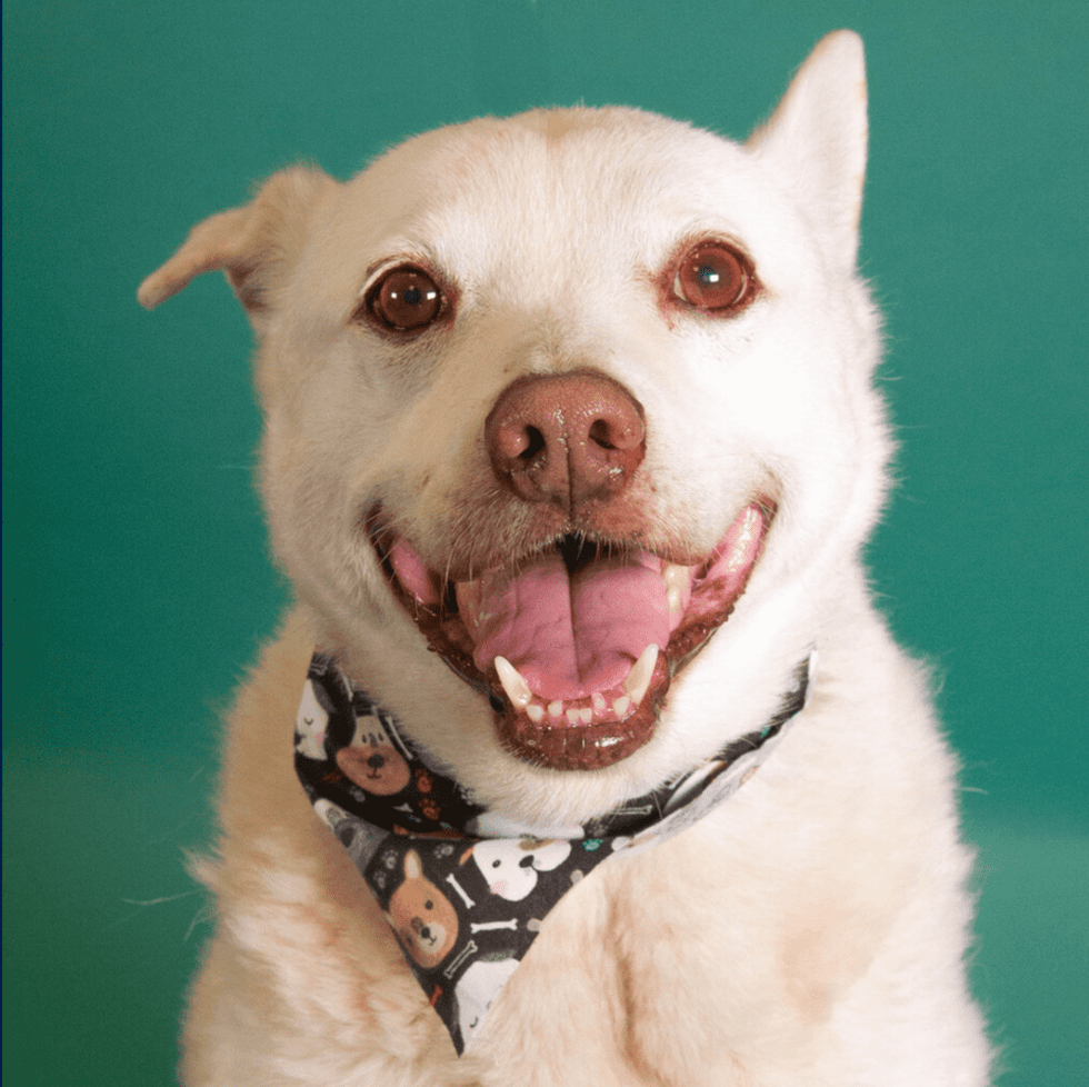 Adoptable dog Mr. Shelby