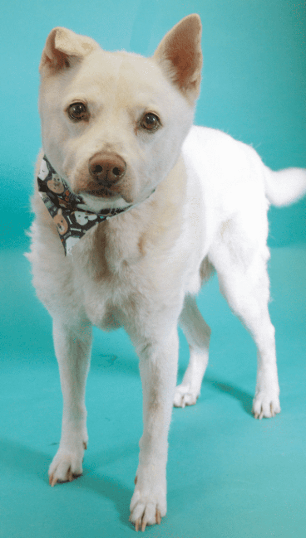 Adoptable dog Mr. Shelby