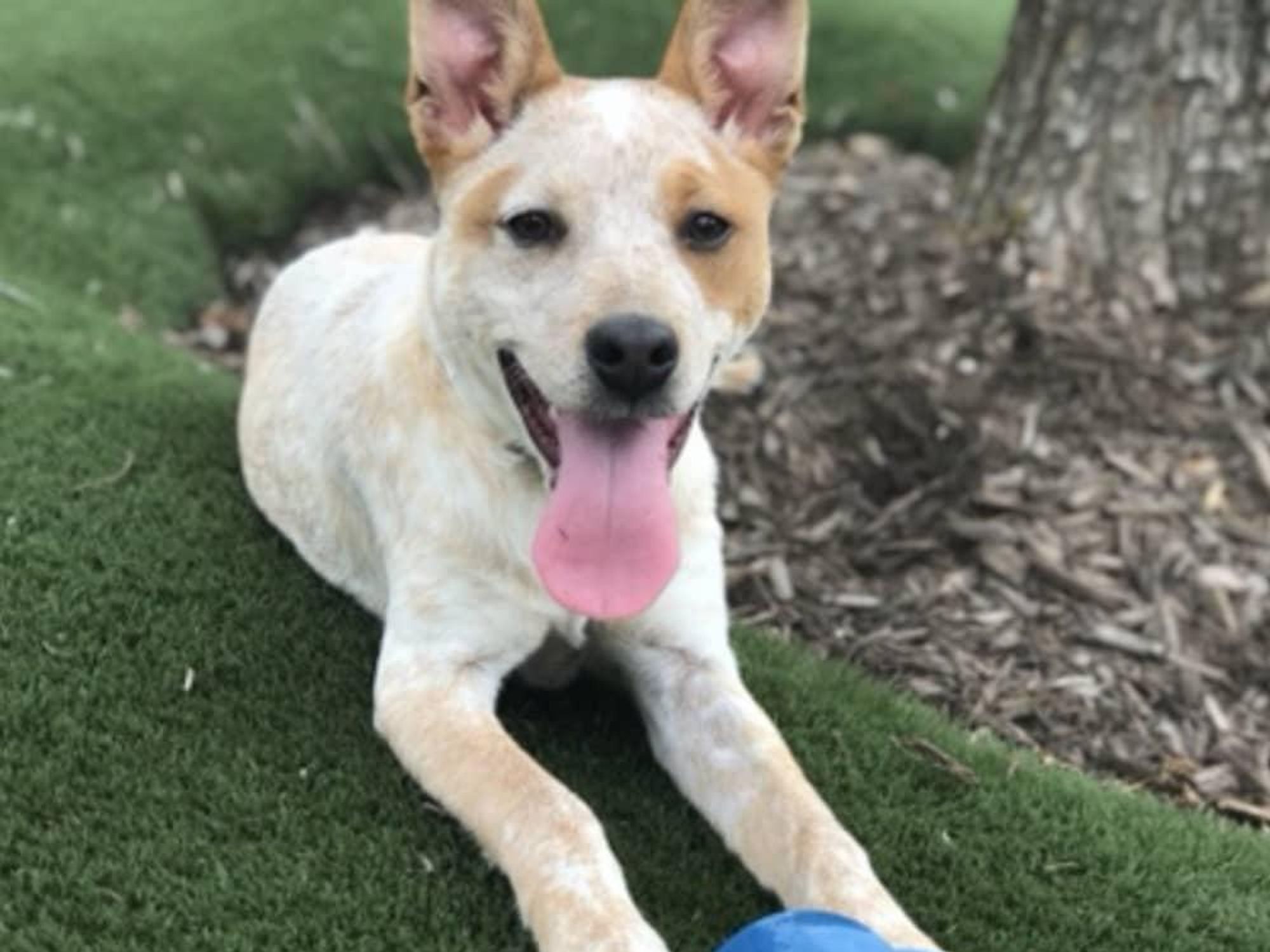 Adoptable dog Odis