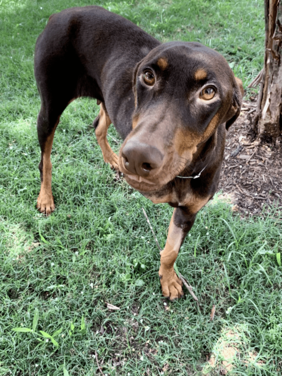 Adoptable dog Penelope