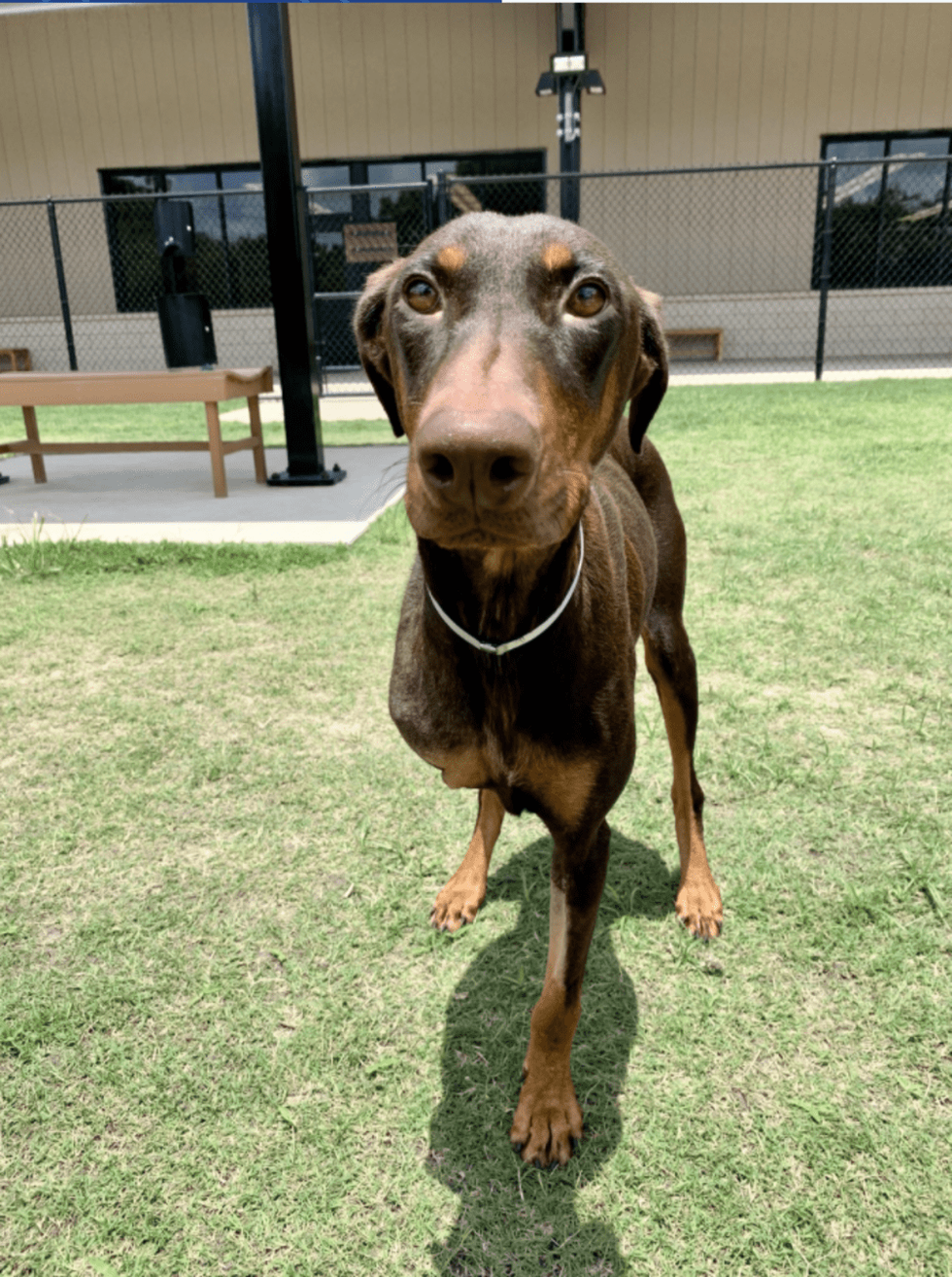 Adoptable dog Penelope