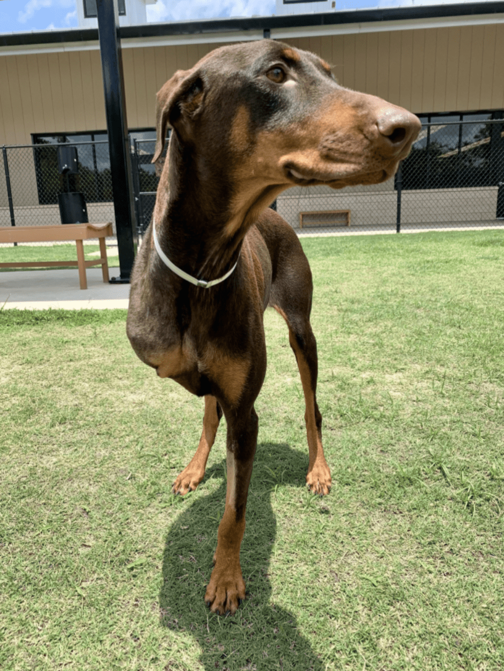 Adoptable dog Penelope