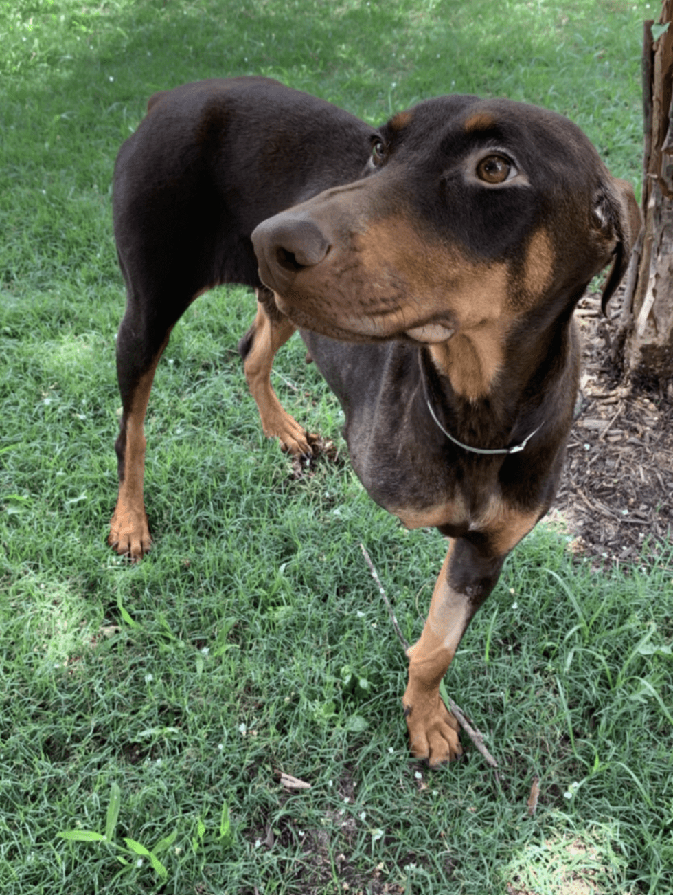 Adoptable dog Penelope