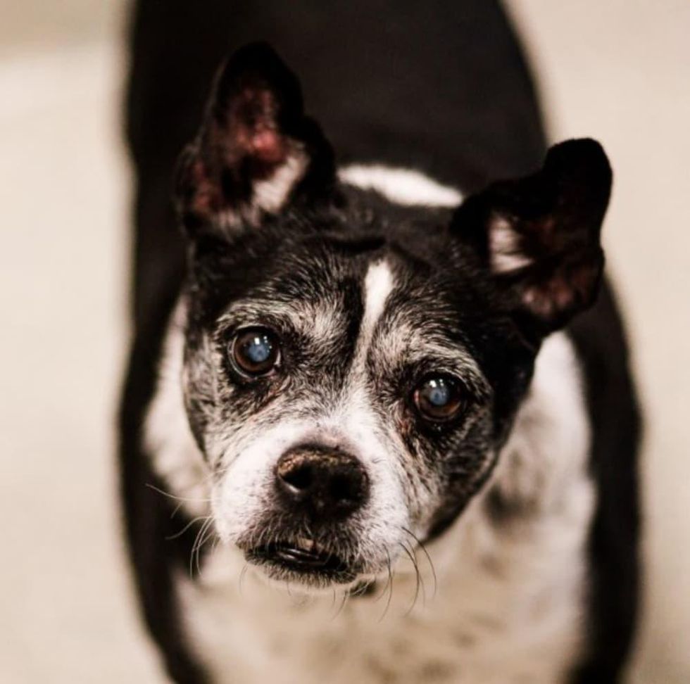 Adoptable dog Rascal