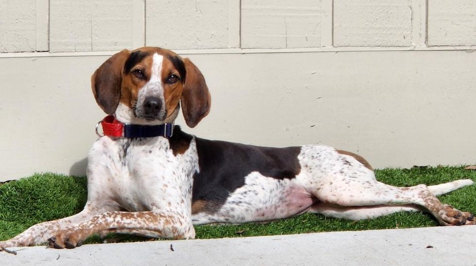 Adoptable dog Shila at Houston SPCA