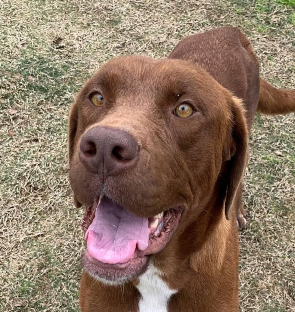 Adoptable dog Sookie