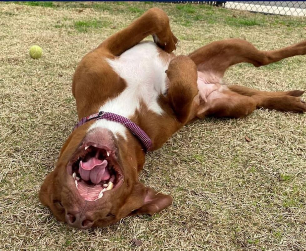 Adoptable dog Sookie