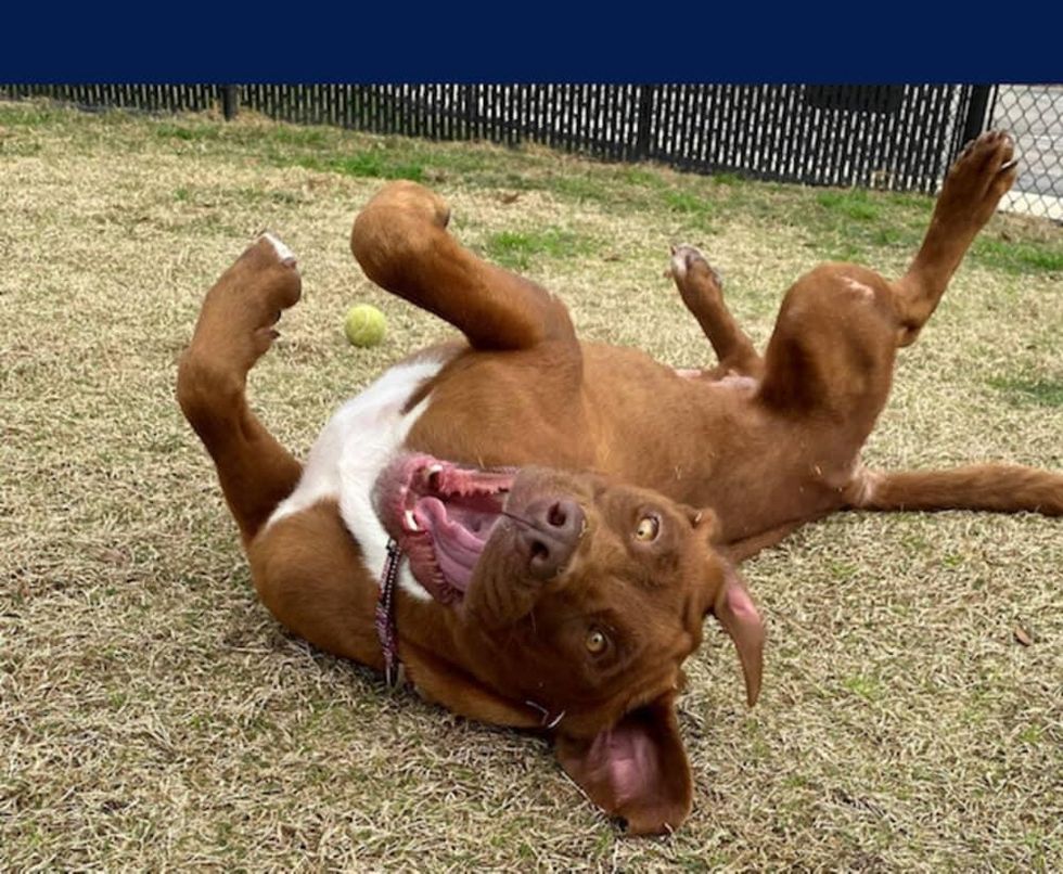 Adoptable dog Sookie