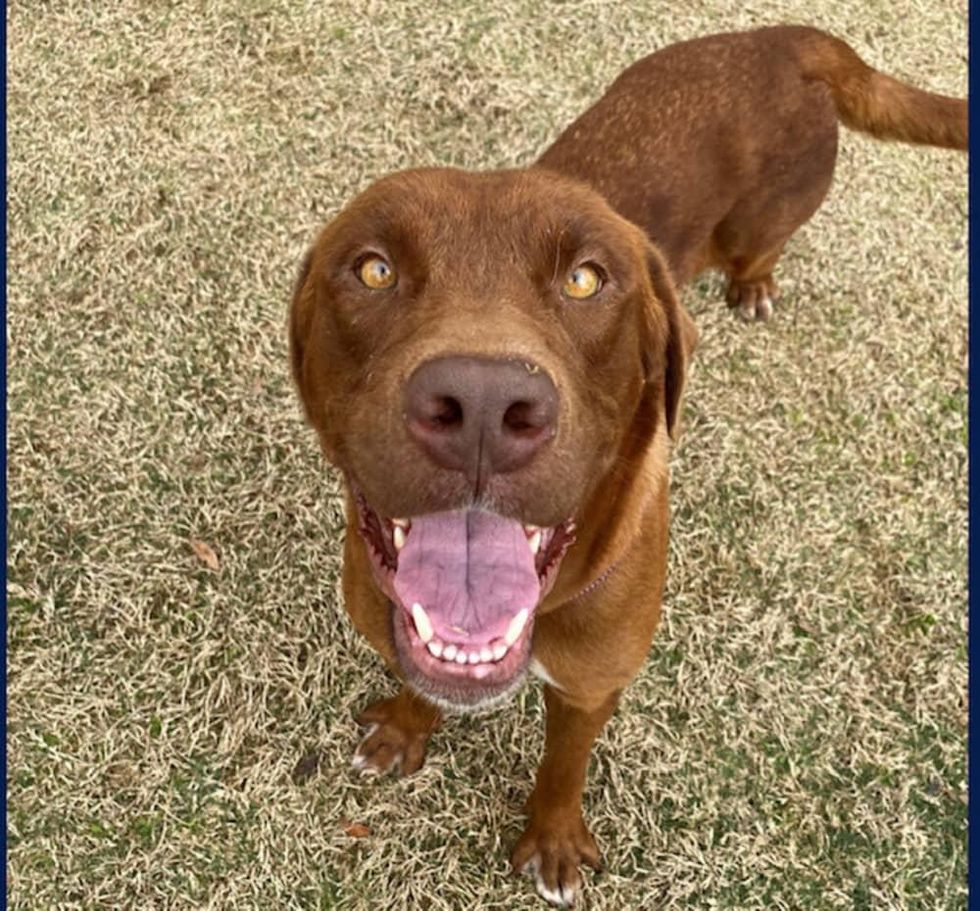 Adoptable dog Sookie