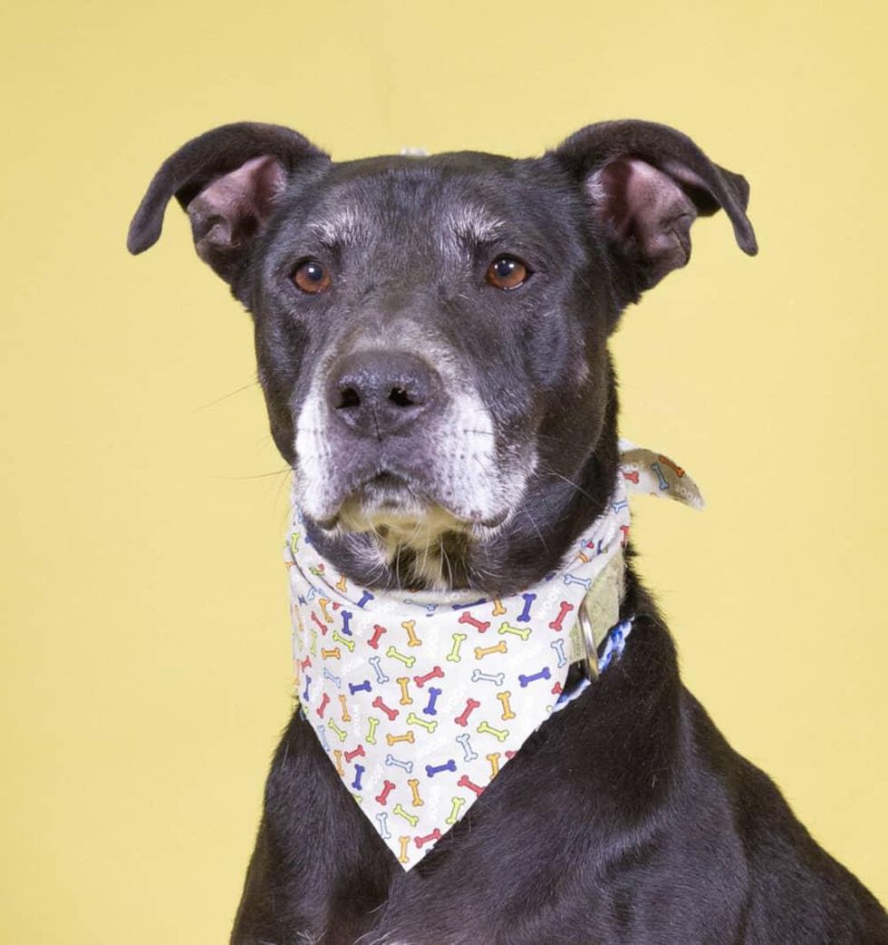 Adoptable dog Tempie