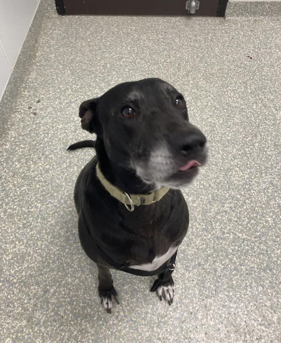 Adoptable dog Tempie