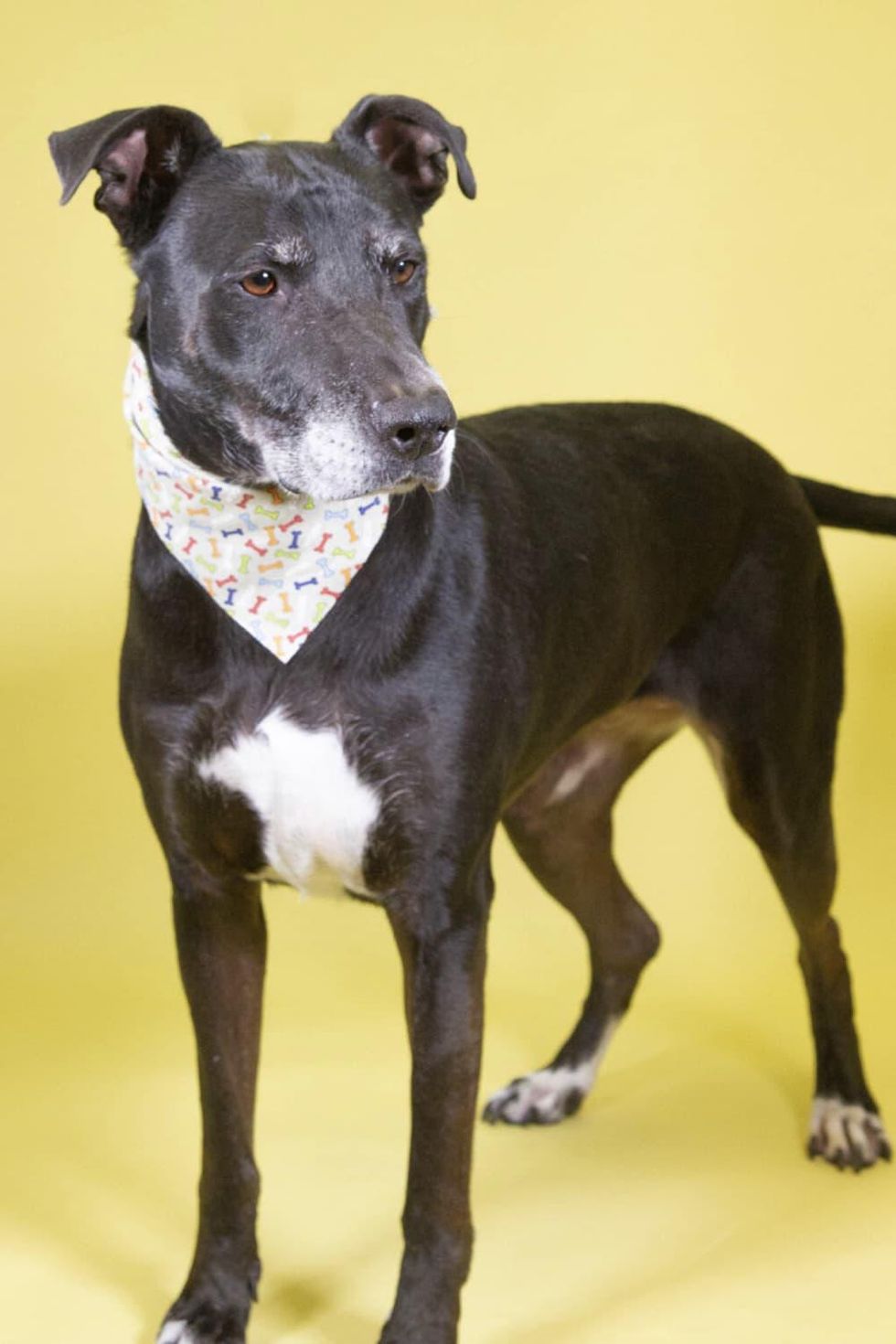 Adoptable dog Tempie