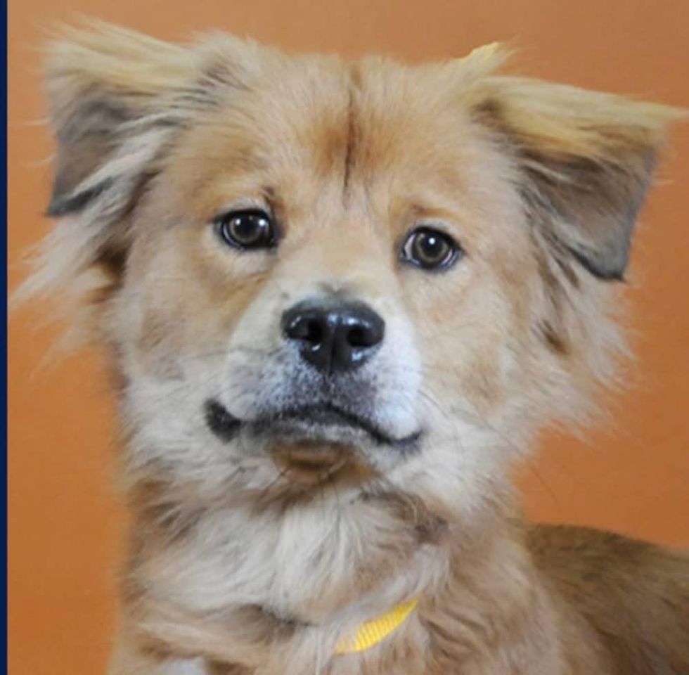 Adoptable dog Walter