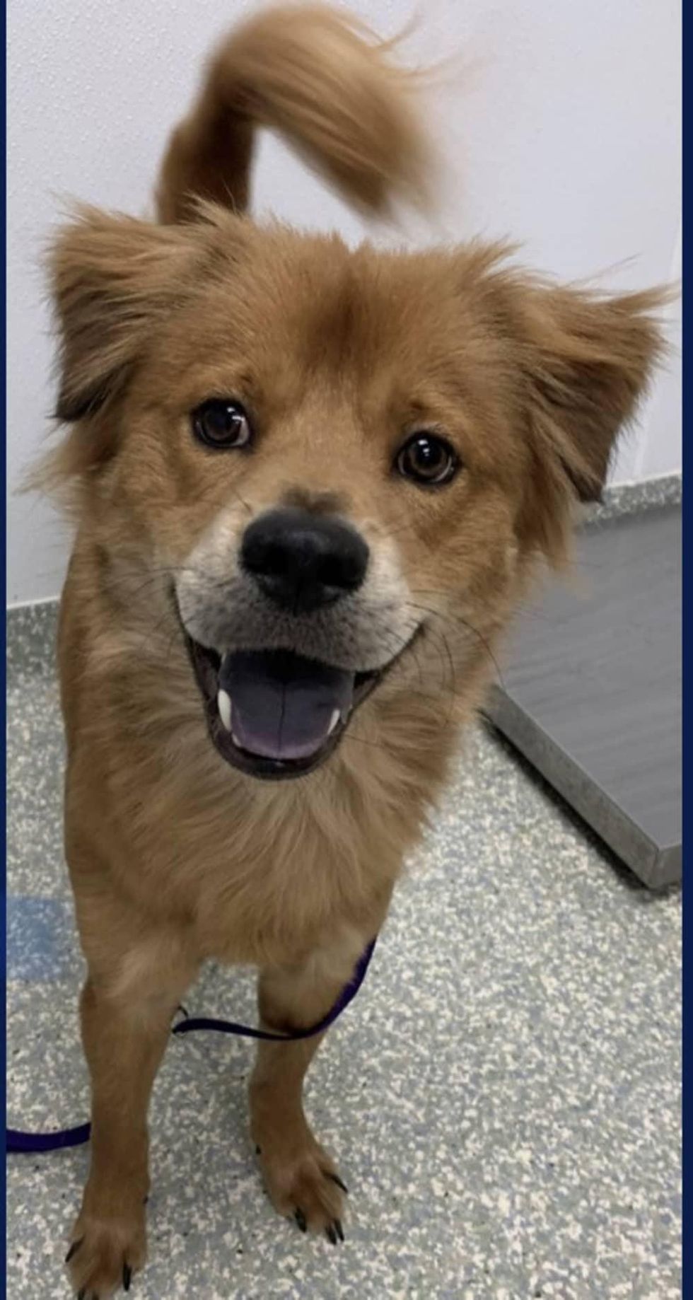 Adoptable dog Walter