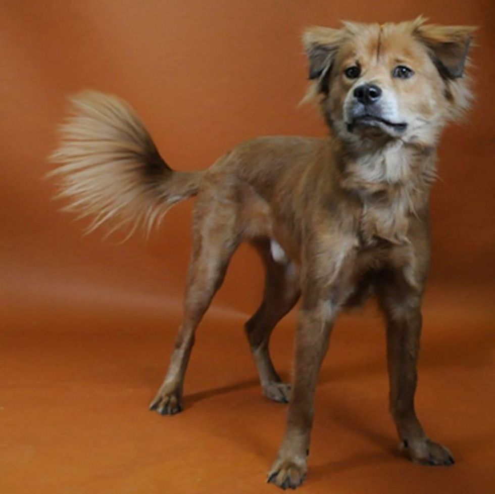 Adoptable dog Walter