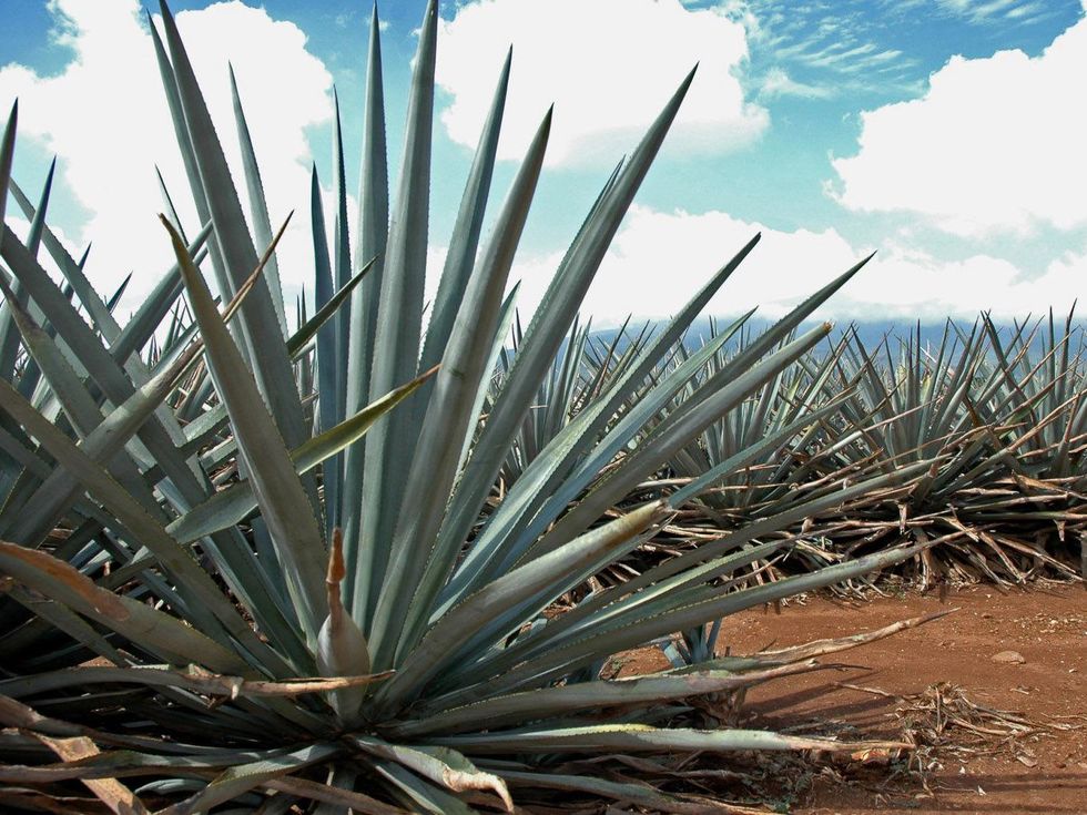 agave plants plantation Mexico tequila