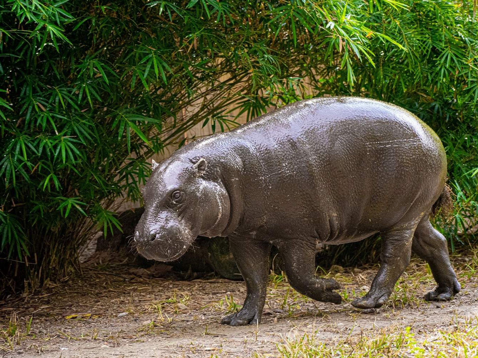 Akobi is Houston Zoo's newest pygmy hippopotamus