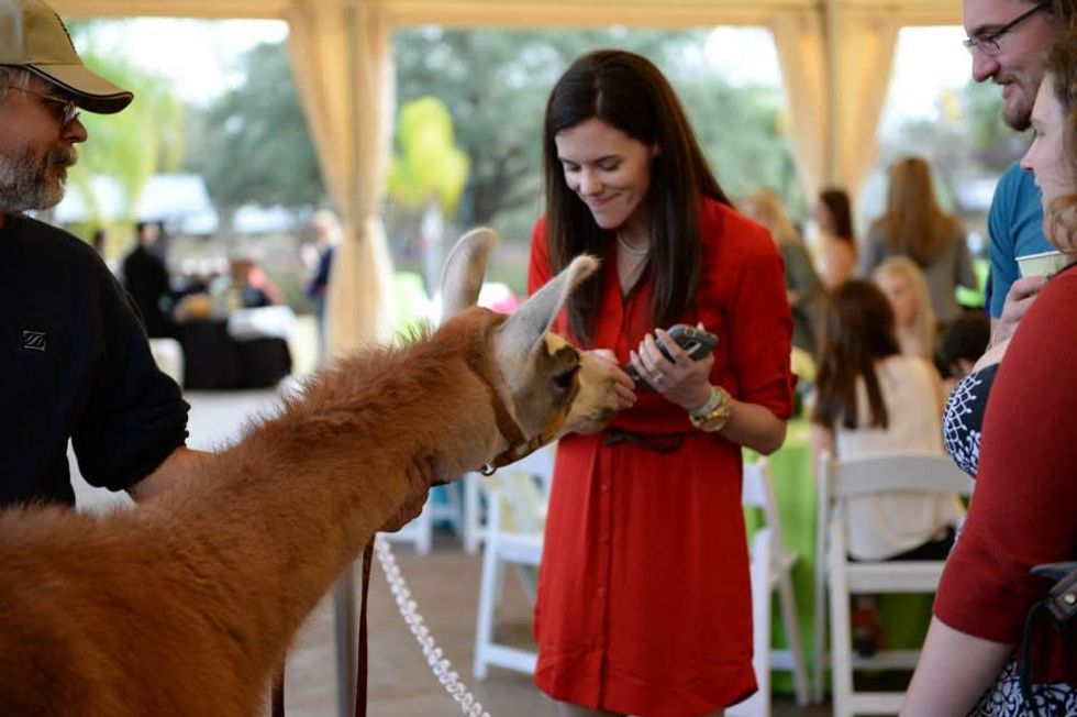 Amanda Beaubout with Fiesta the Llama at Houston's Young Professionals Flock to a Beastly Brunch at the zoo February 2015