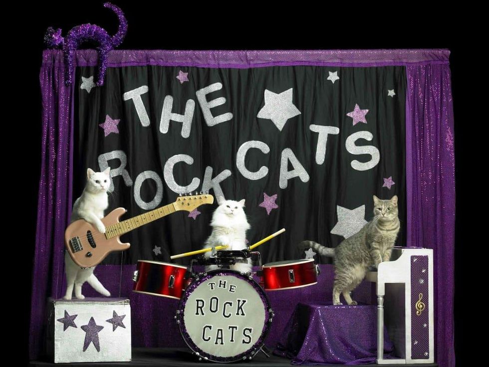 Amazing Acro-cats Hurdle