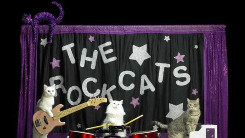 Amazing Acro-cats Hurdle