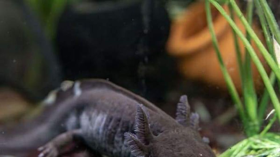An axolotl swims in an aquarium at the Houston Museum of Natural Science.