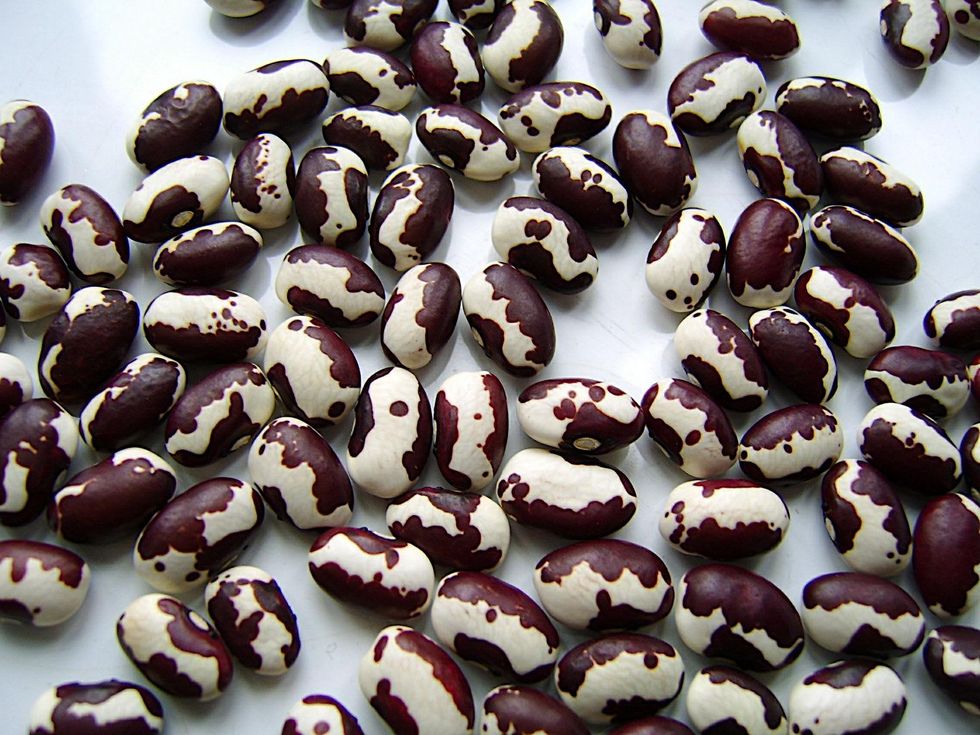 Anasazi Bush Bean beans for planting
