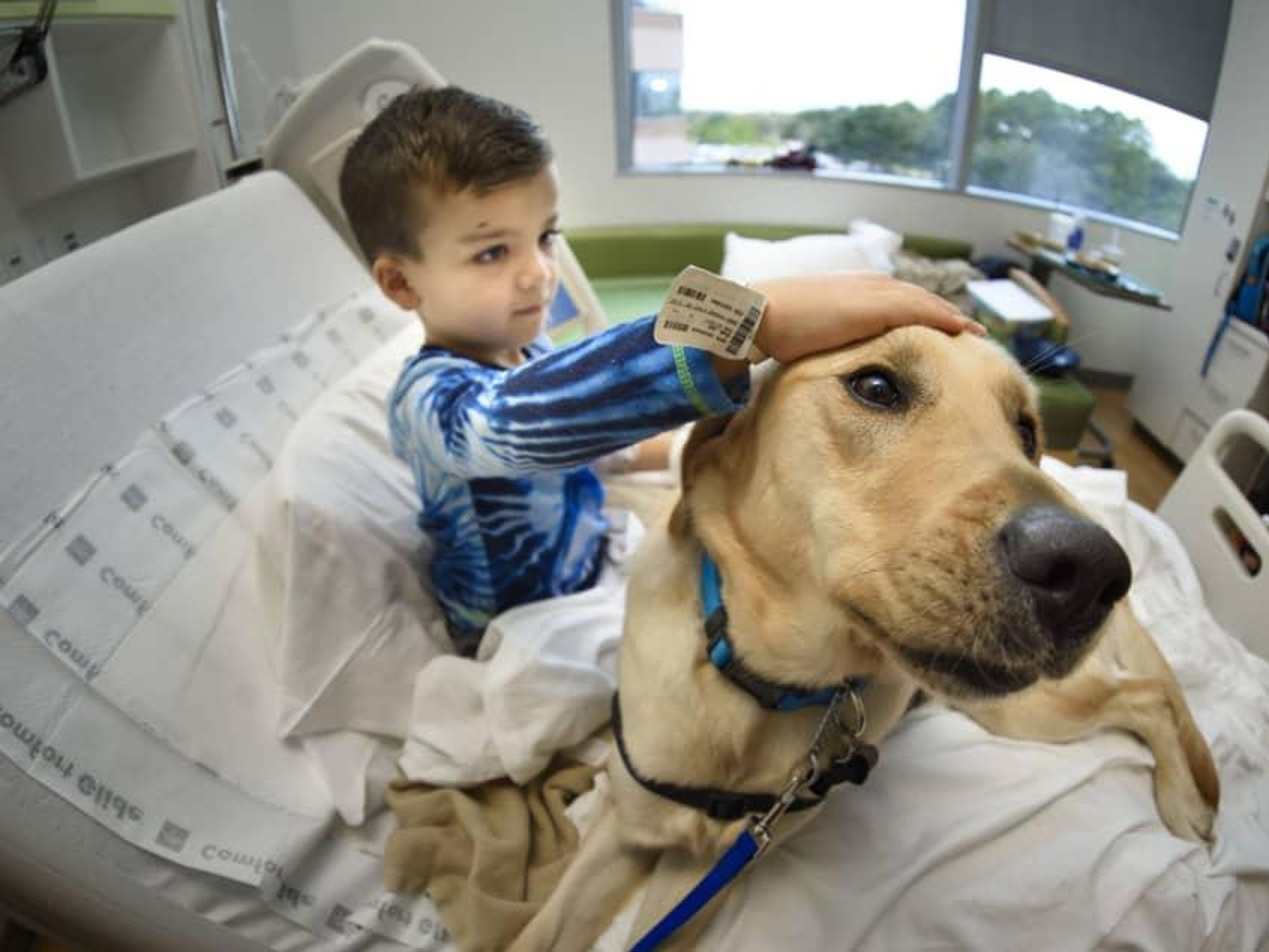 Angus therapy dog Texas Children's Hospital West
