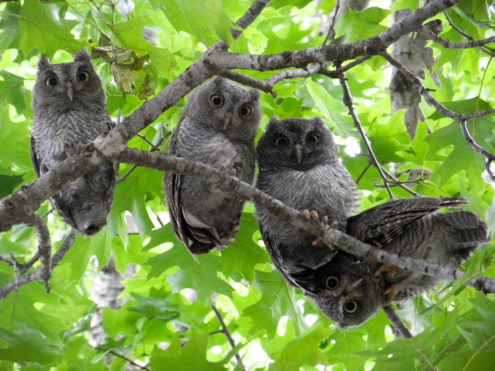 Annie Kansas Owlets in tree at Roberts Elementary School