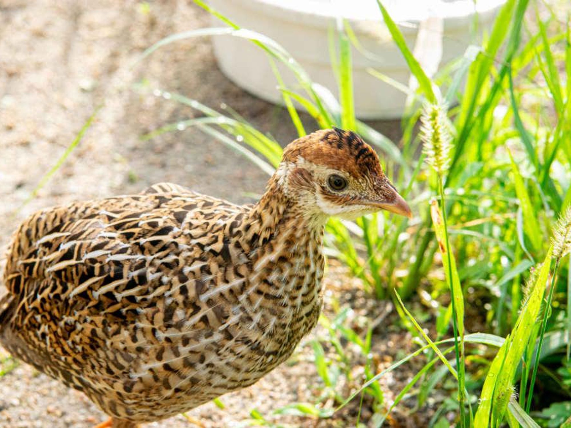 attwater prairie chicken