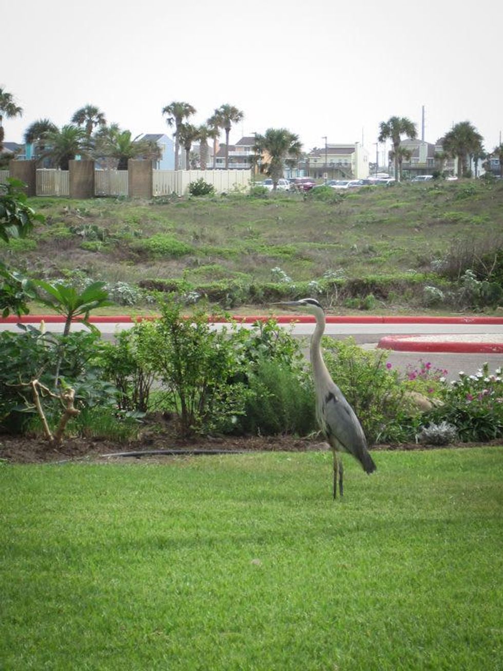 Austin Photo Set: News_Nicole_Port Aransas_june 2012_2