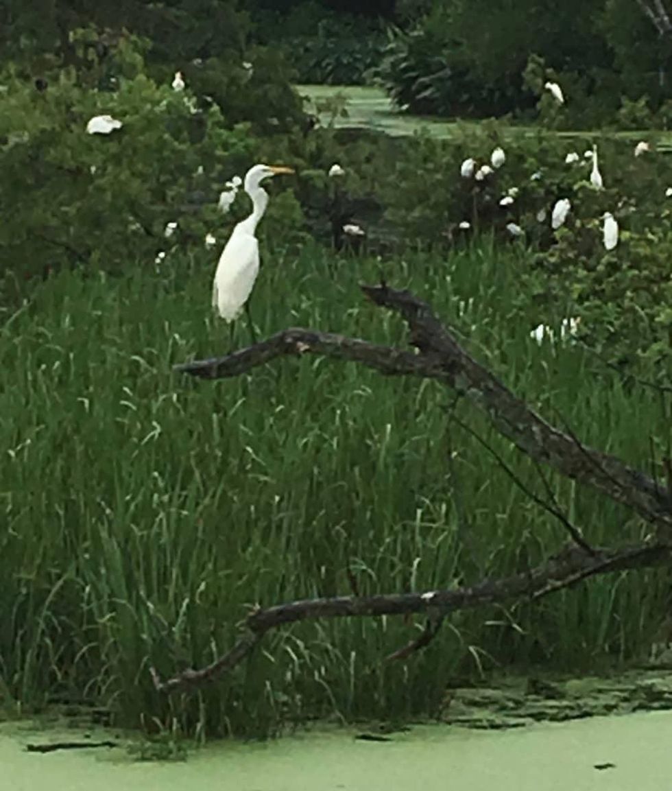 Avery Island: Egret
