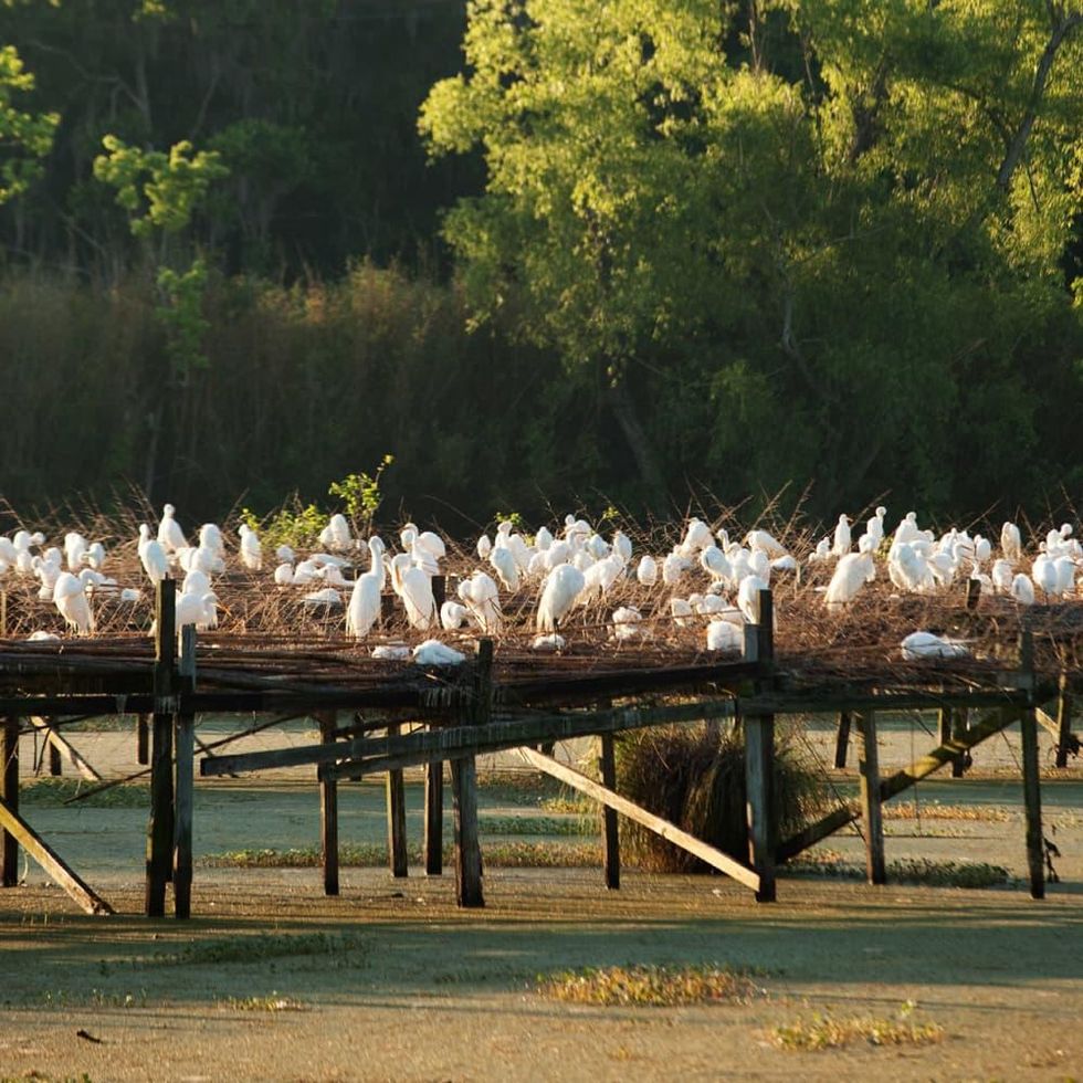 Avery Island Jungle Gardens
