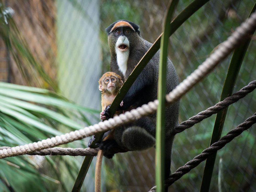 baby primates at the Houston Zoo December 2014 De_Brazza_s_Baby_Nov_2014