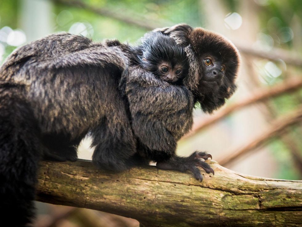 baby primates at the Houston Zoo December 2014 Goeldi_s_Monkey_Baby