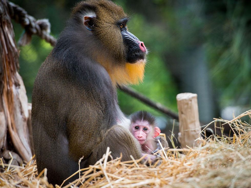 baby primates at the Houston Zoo December 2014 Mandrill_Baby_Dec_2014