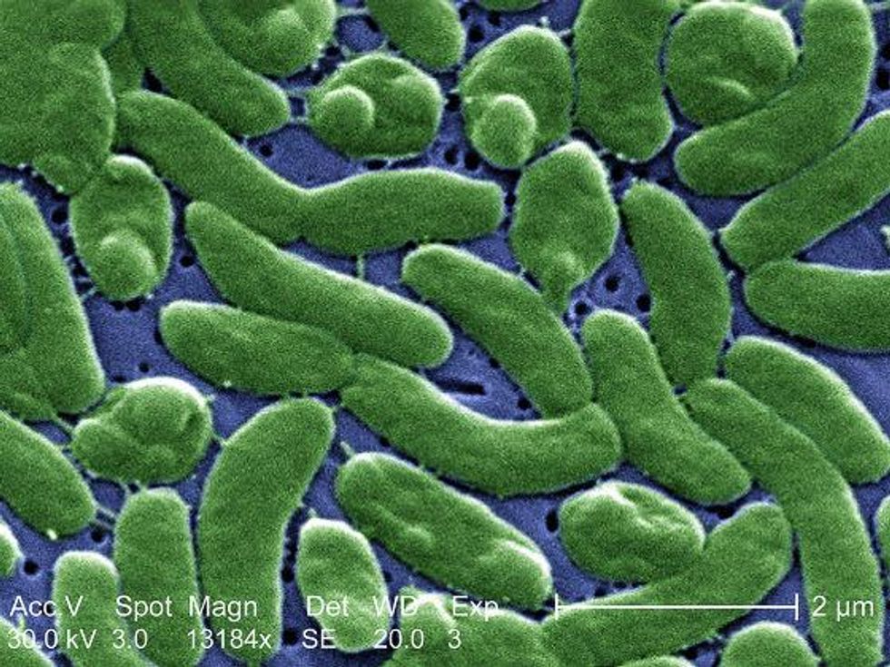bacterium Vibrio vulnificus in false green color