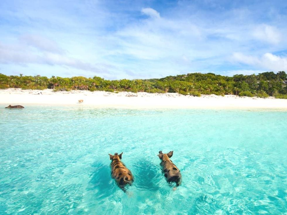 Bahamas swimming pigs